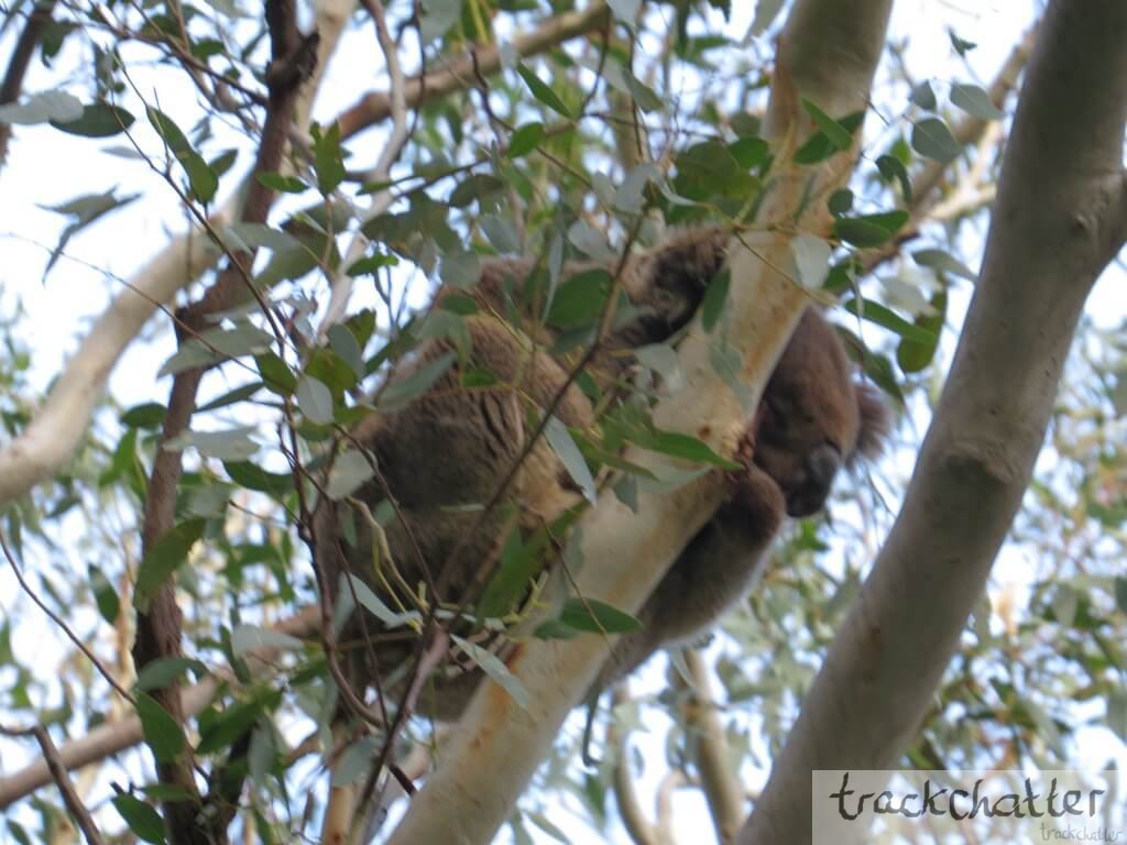 koala on trees
