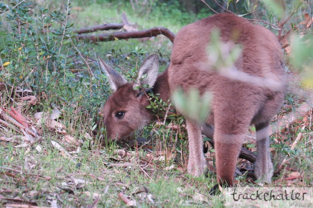 wild kangaroo eating