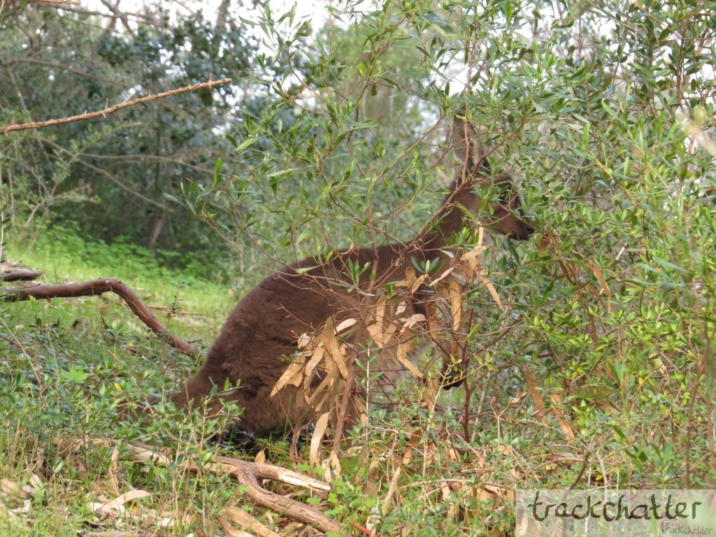 kangaroo in bush