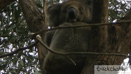 Hot on koala’s trail, Morialta Conservation Park