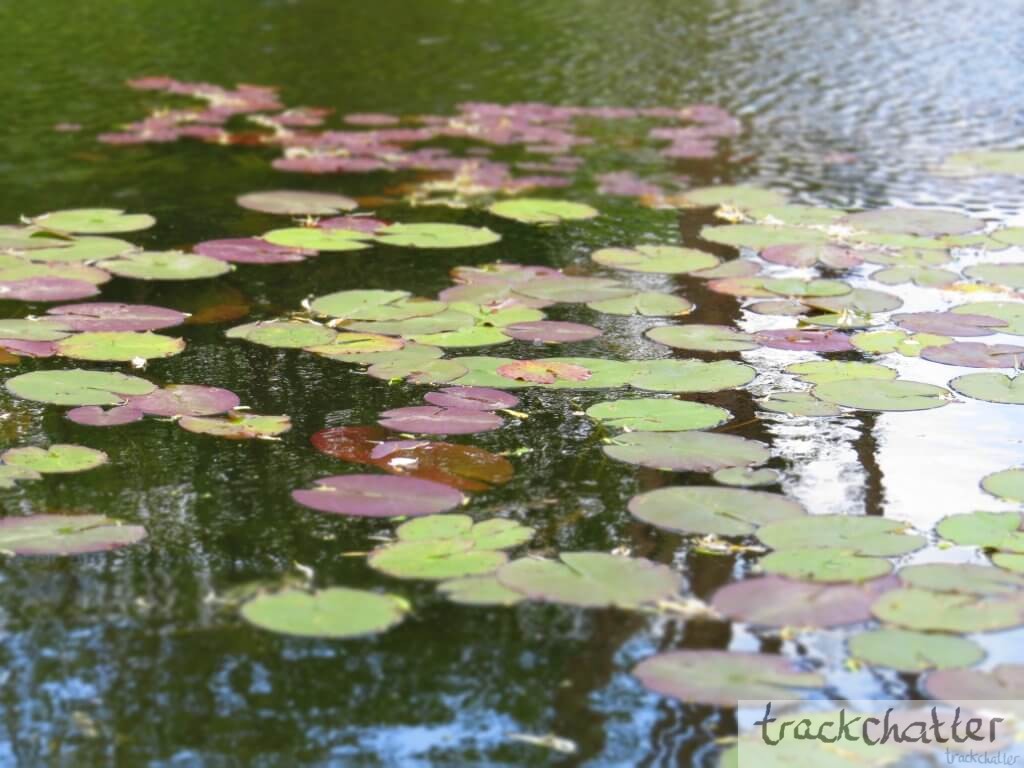 waterlily pond at Giverny